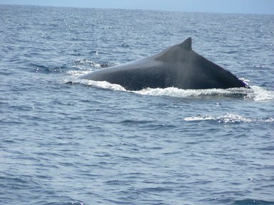 Wal schwimmt vor der Küste der Drake Bay – Costa Rica mit Kindern