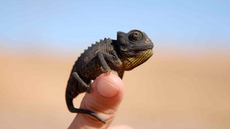 Eine Echse sitzt auf einem Finger - Namibia Familienurlaub