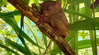 Ein Tarsier sitzt auf einem Ast, umgeben von üppigem, grünem Blattwerk, mit großen, neugierigen Augen.