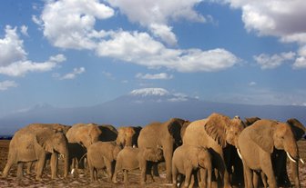 Eine Gruppe von Elefanten steht majestätisch vor dem schneebedeckten Kilimandscharo unter einem strahlend blauen Himmel.