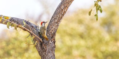 Ein Vogel sitzt oben im Baum - Namibia Familienurlaub