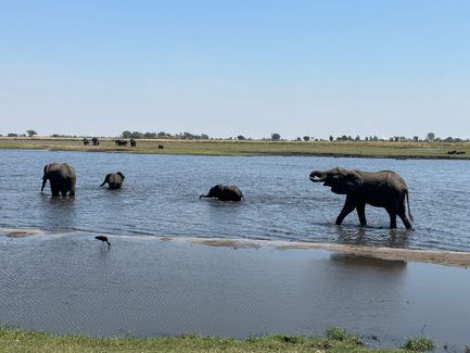 Eine Gruppe von Elefanten watet durch das Wasser, während ein einzelner Vogel am Ufer nach Nahrung sucht.