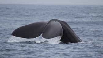 Die Fluke eines Wals verschwindet im Ozean vor der Küste Sri Lankas – Sri Lanka Familienreise