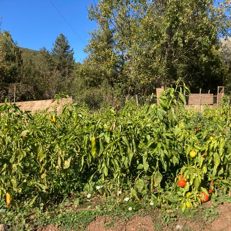 Ein üppiger Gemüsegarten mit verschiedenen Paprika in leuchtenden Farben, umgeben von grünen Pflanzen und Bäumen.
