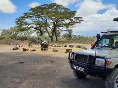 Jeep neben Baum im Ngorongoro-Krater – Tansania Familienreise