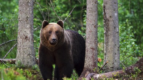 Braunbär im Wald - Estland mit Kindern