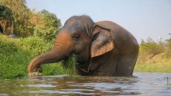 Gemütlicher Elefant steht im Wasser und frisst Gras – Thailand Familienreise