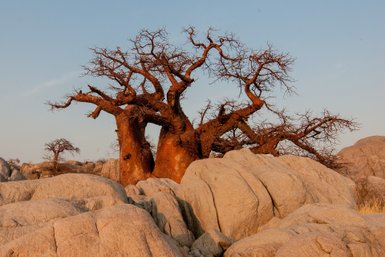 Ein majestätischer Baobab-Baum mit knorrigen Ästen steht zwischen großen, glatten Felsen in der Abenddämmerung.