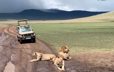 Löwen am Weg, während Safari-Jeep im Ngorongoro-Krater vorbeifährt – Tansania Familienreise