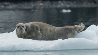 Eine Robbe liegt entspannt auf einem Eisblock, umgeben von ruhigem Wasser und einer natürlichen, felsigen Kulisse im Hintergrund.