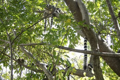 In einem dichten Baum sitzen mehrere Lemuren, die sich entspannt zwischen den grünen Blättern aufhalten.
