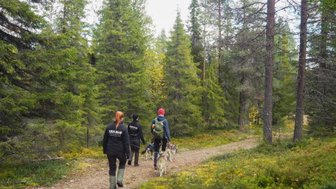 Eine Gruppe von Menschen wandert mit Huskys auf einem schmalen Pfad durch einen dichten, grünen Wald.