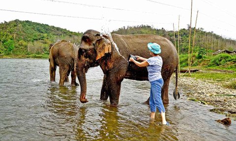 Eine Person badet einen Elefanten im Wasser, während ein zweiter Elefant im Hintergrund steht, umgeben von grüner Natur.