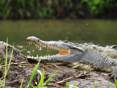 Krokodil am Ufer im natürlichen Lebensraum bei Maquenque Lodge – Tierbeobachtung Costa Rica