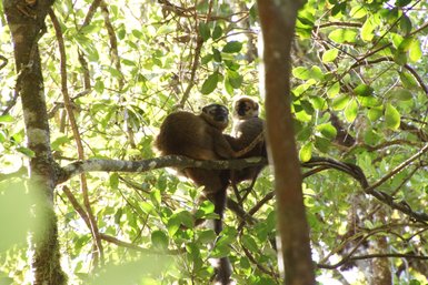 Zwei Lemuren sitzen eng umschlungen auf einem Ast, umgeben von üppigem, grünem Laub im Ranomafana Nationalpark.