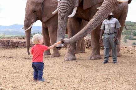 Kleines Kind füttert einen Elefanten in der Buffelsdrift Game Lodge – Garden Route mit Kindern