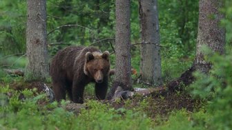 Ein Braunbär wandert durch einen dichten Wald, umgeben von hohen Bäumen und üppigem Grün.