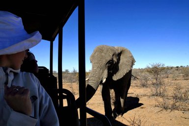 Ein Elefant steht direkt neben einem Jeep - Namibia Familienurlaub