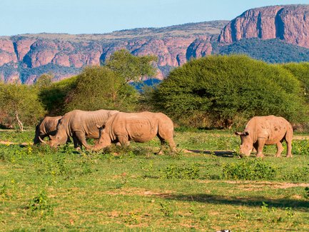 Vier Nashörner grasen im Marakele-Nationalpark in Südafrika – Südafrika Reise mit Kindern
