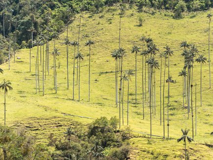 Hohe Wachspalmen stehen majestätisch auf einer grünen Wiese, umgeben von sanften Hügeln und üppiger Vegetation.