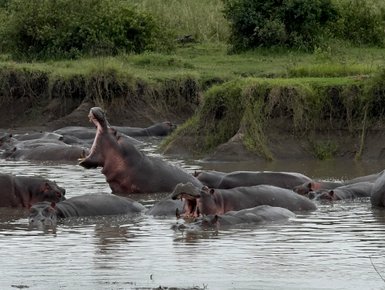 Gruppe von Flusspferden im Wasserbecken des Serengeti-Nationalparks – Tansania Familienreise