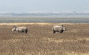 Nashörner in Graslandschaft - Tansania Erlebnisreise mit Teenagern