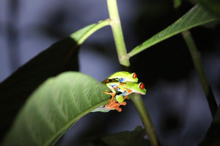 Zwei Frösche mit auffälligen roten Augen auf einem grünen Blatt – Costa Rica mit Kindern