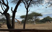 Blick auf Giraffe von Safarilodge - Kenia Erlebnisreise mit Teens