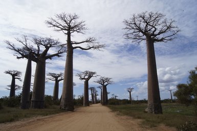Eine Allee von majestätischen Baobab-Bäumen erstreckt sich entlang eines staubigen Weges unter einem bewölkten Himmel.