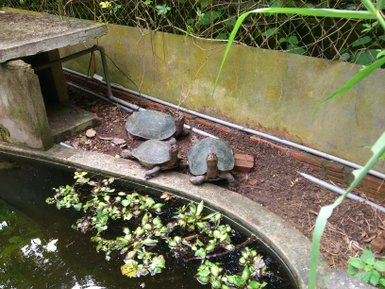 Drei Schildkröten sitzen am Rand eines Teiches, umgeben von Pflanzen und einem schattigen Bereich.