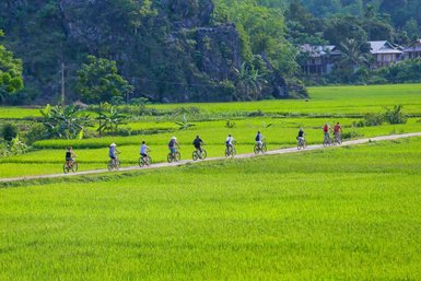 Eine Gruppe von Radfahrern fährt auf einem schmalen Weg durch üppige, grüne Reisfelder in einer malerischen Landschaft.