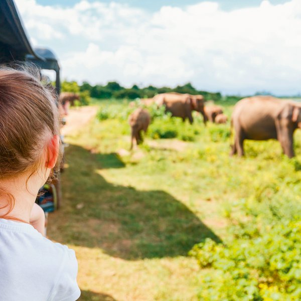 Kind beobachtet die Tierwelt aus dem Jeep im Udawalawe Nationalpark – Sri Lanka Familienreise