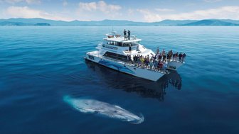 Ein Boot mit vielen Passagieren beobachtet einen Wal, der sanft unter der Wasseroberfläche schwimmt, umgeben von ruhigem Wasser.