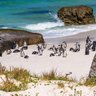 Pinguine am Boulders Beach spielen zwischen den runden Granitfelsen – Garden Route Familienreise