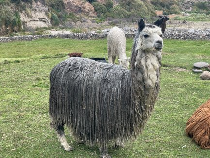 Ein graues Alpaka mit langen, lockigen Haaren steht auf einer grünen Wiese, umgeben von weiteren Alpakas und Felsen.