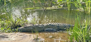 Ein Krokodil liegt ruhig im Wasser, umgeben von hohem Gras und Pflanzen, während die Sonne auf die Wasseroberfläche scheint.