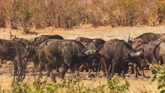 Herde von Büffeln in der Savanne während einer Self-Drive Safari im Krüger Nationalpark – Südafrika Familienreise