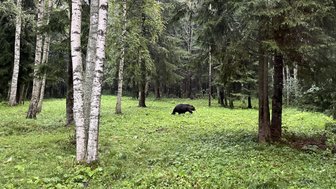 Ein Braunbär durchstreift eine grüne Lichtung, umgeben von hohen Bäumen und dichtem Unterholz im Wald.