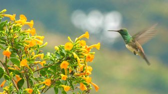 Ein Kolibri schwebt vor einer blühenden Pflanze mit leuchtend gelben Blüten, umgeben von sanften, verschwommenen Hintergründen.