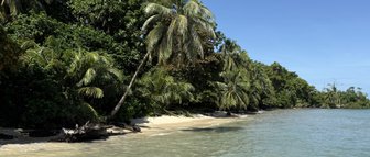 Ein ruhiger Strand mit sanften Wellen, umgeben von üppigem Grün und hohen Palmen, unter einem strahlend blauen Himmel.