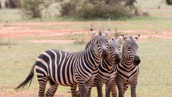 Drei Zebras stehen eng beieinander auf einer grünen Wiese, umgeben von einer offenen Savanne mit vereinzelten Bäumen im Hintergrund.