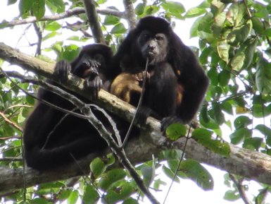 Brüllaffen klettern und ruhen auf Baumästen – Costa Rica Familienreise