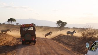 Eine Gruppe von Zebras springt über eine staubige Straße, während ein Safari-Jeeps hinter ihnen fährt und Staub aufwirbelt.