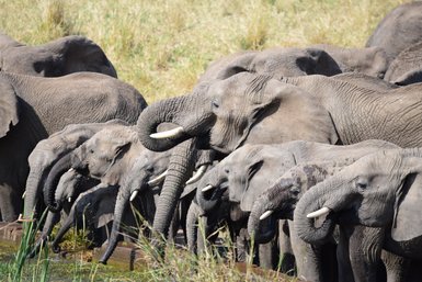 Eine Gruppe von Elefanten steht am Wasser, ihre Rüssel sind in Bewegung, während sie trinken und sich unterhalten.