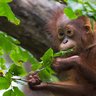 Ein Orang-Utan hangelt sich durch das Blätterdach des Dschungels – Malaysia & Borneo Familienreise
