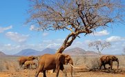 Eine Gruppe von Elefanten wandert durch eine trockene Savanne, umgeben von kahlen Bäumen und sanften Hügeln im Hintergrund.