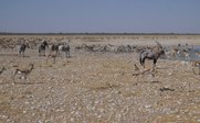 Tiere am Wasserloch im Etosha Nationalpark - Namibia for family - Namibia mit Kindern