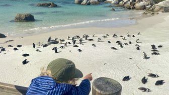 Pinguine laufen am Strand des Boulders Beach – Südafrika mit Kindern