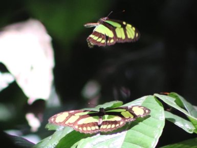 Zwei farbenfrohe Schmetterlinge mit grünen und gelben Flügeln fliegen über grüne Blätter im dichten Dschungel.