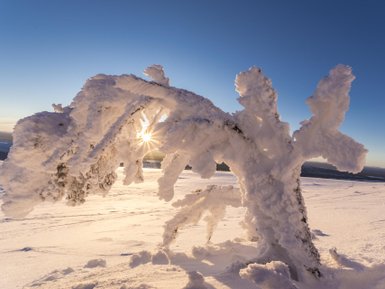 Ein verschneiter Baum mit frostigen Ästen, durch die die Sonne strahlt, vor einem klaren blauen Himmel.